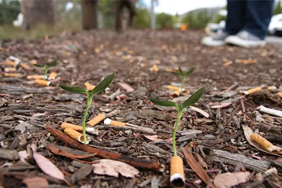 megot tube cigarette biodegradable