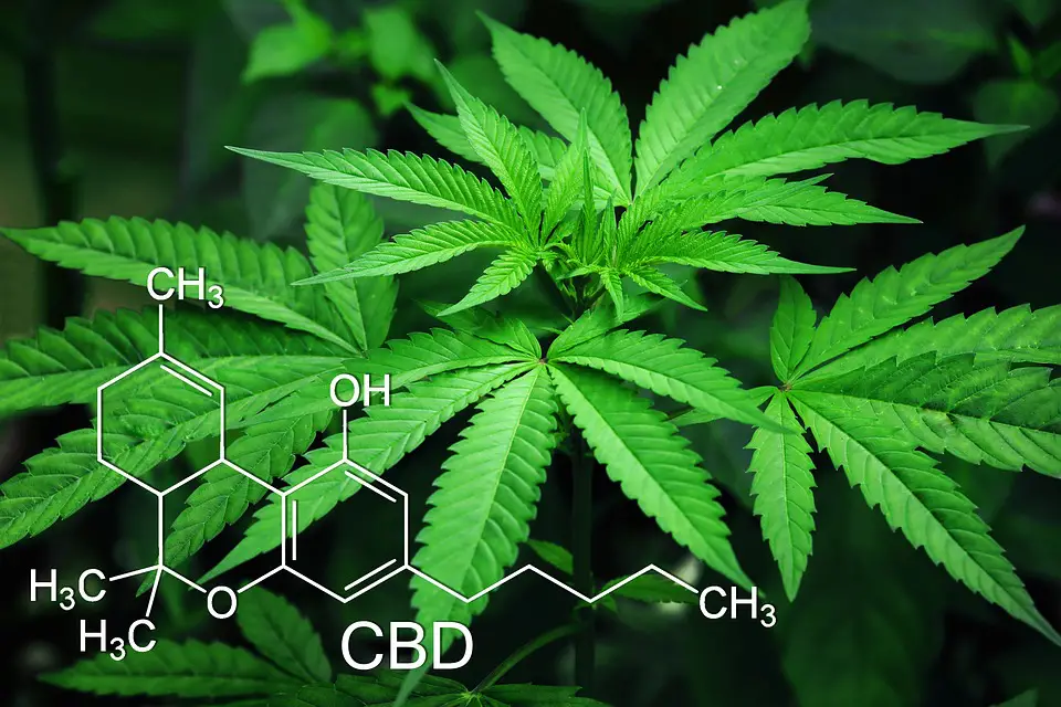 image fleur cbd cannabis